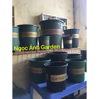 Comb5 chậu Monrovia ( chậu trồng hoa) 1,5GAL cao cấp