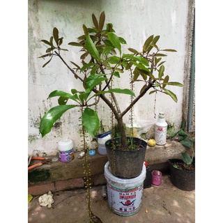 Lộc vừng đỏ