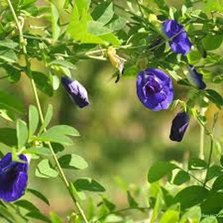 Hạt giống hoa đậu biếc