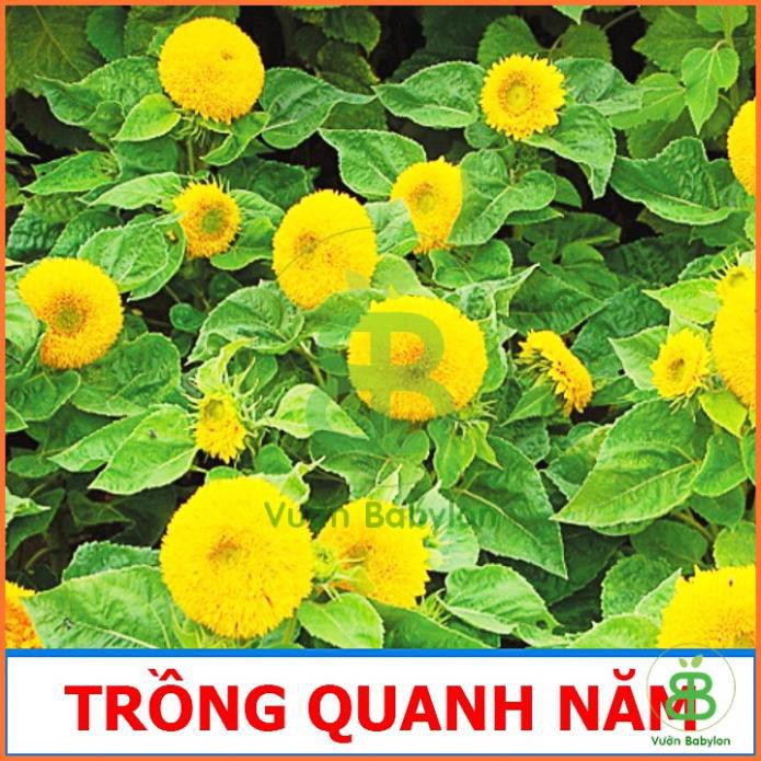 (NEW) Hạt giống Hoa Hướng Dương Lùn Kép 1G