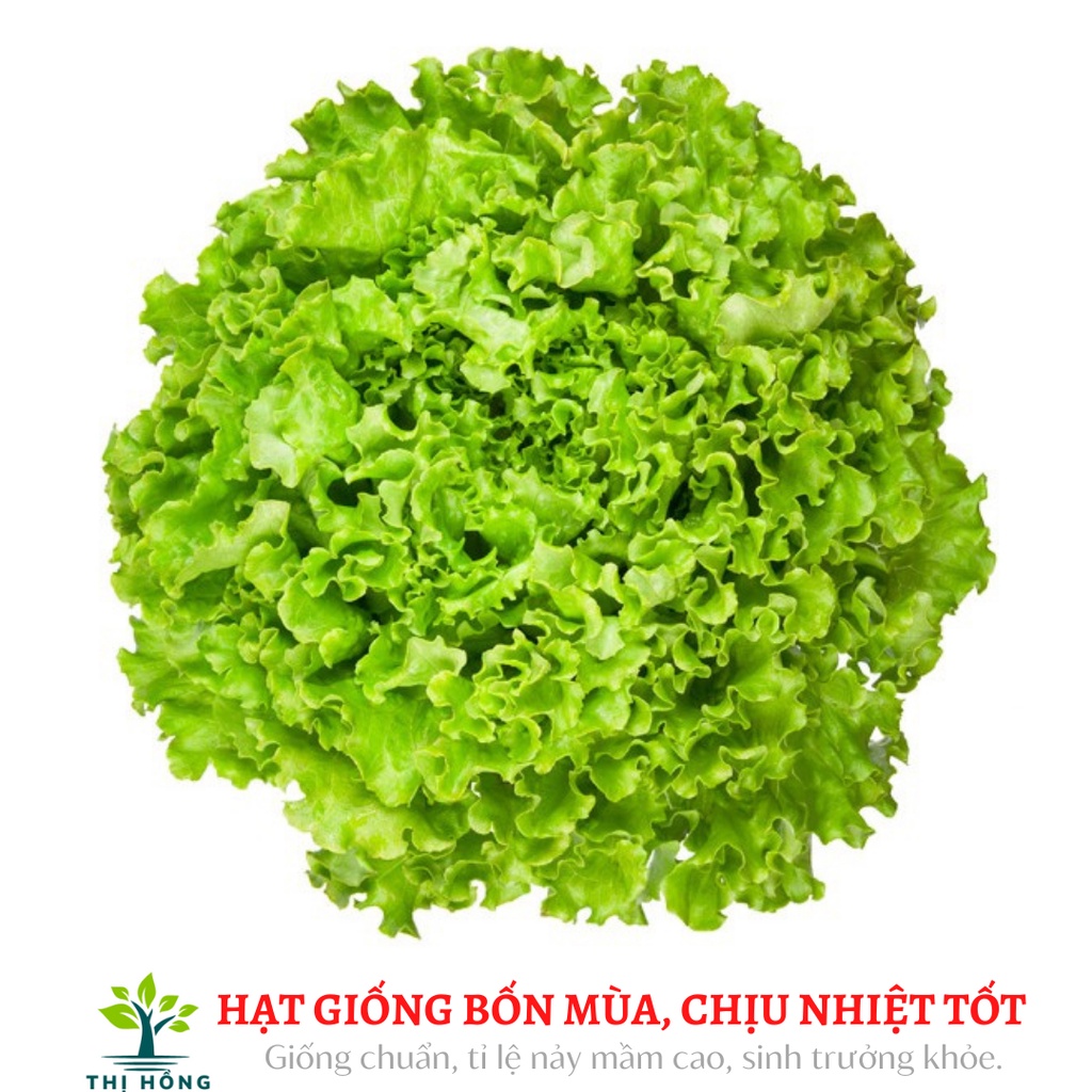 Hạt giống xà lách xoăn xanh 2g (cây to, lá xoăn nhiều, ăn giòn)