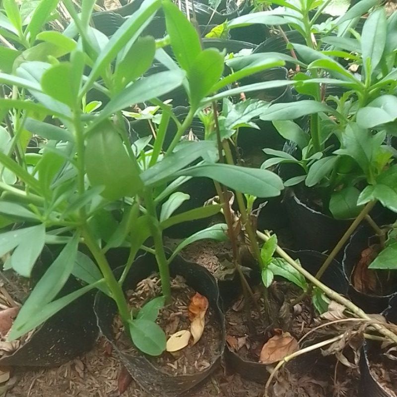 Bầu cây rau sâm đất