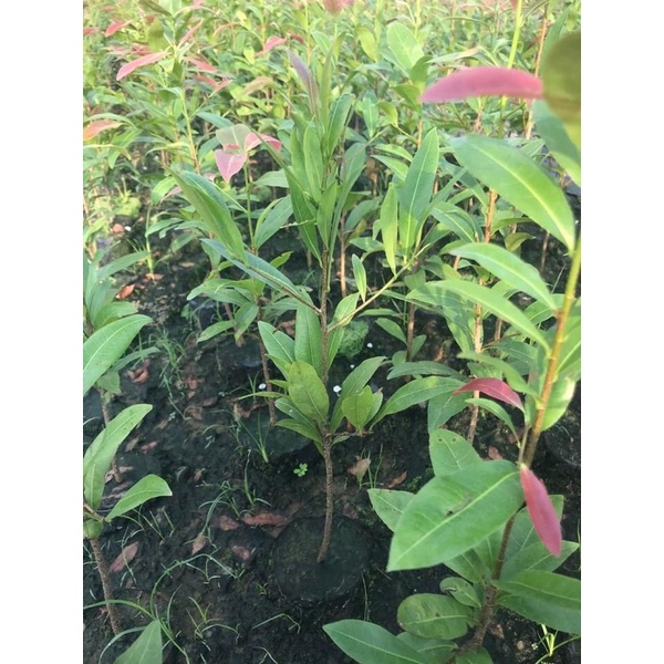 Chậu cây giống mai vàng (mai giảo  bông to cánh dày 7-12 cánh