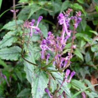 Cây bán chi liên (1 kg)