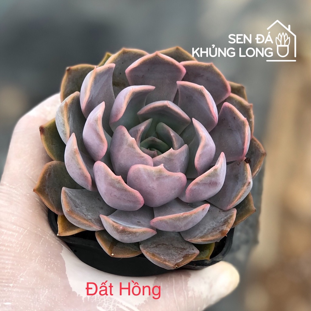 sen đá Đất Hồng - echeveria orion