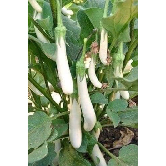 Hạt giống cà trắng quả dài nhập khẩu Thái Lan gói 200 hạt