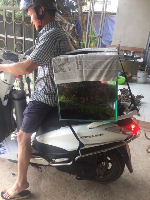 Bể cá thủy sinh khách đặt