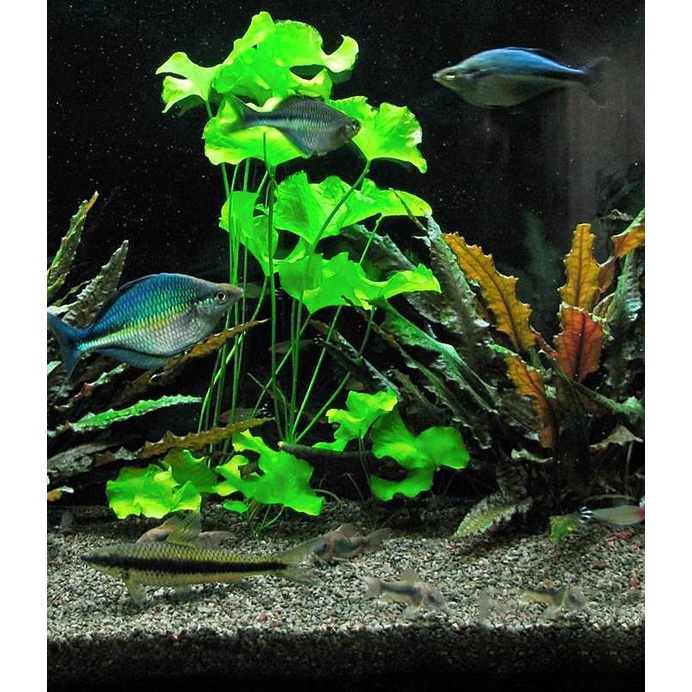 cây súng dù thủy sinh - Nymphoides sp. ”Taiwan'' - cây thủy sinh dễ trồng