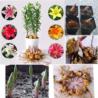 Combo 5 củ giống hoa ly cao