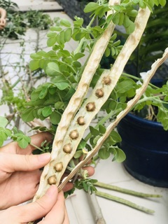 20 Hạt giống cây Chùm ngây