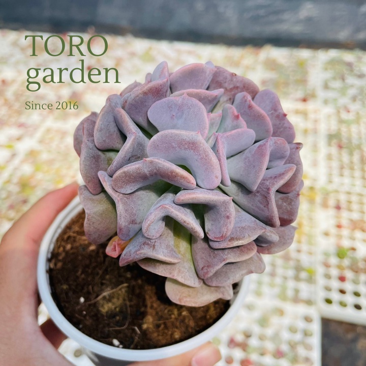 Sen đá cúc tím cổ thụ Đà Lạt size trung bình cây cảnh trang trí nhà cửa Toro garden