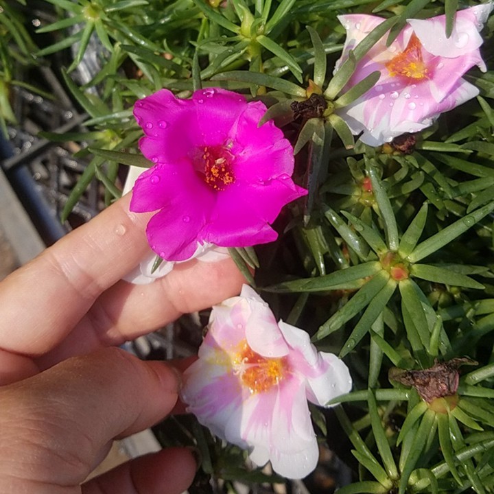 10 cành giống hoa mười giờ mỹ mix màu 💍💦🍂 TẶNG CÀNH HOA SAM 💍💦🍂 Giao hàng toàn quốc