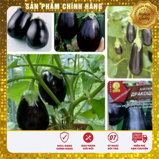 Hạt giống Cà Tím Dài ( 2 gram) ( Hạt giống rau )