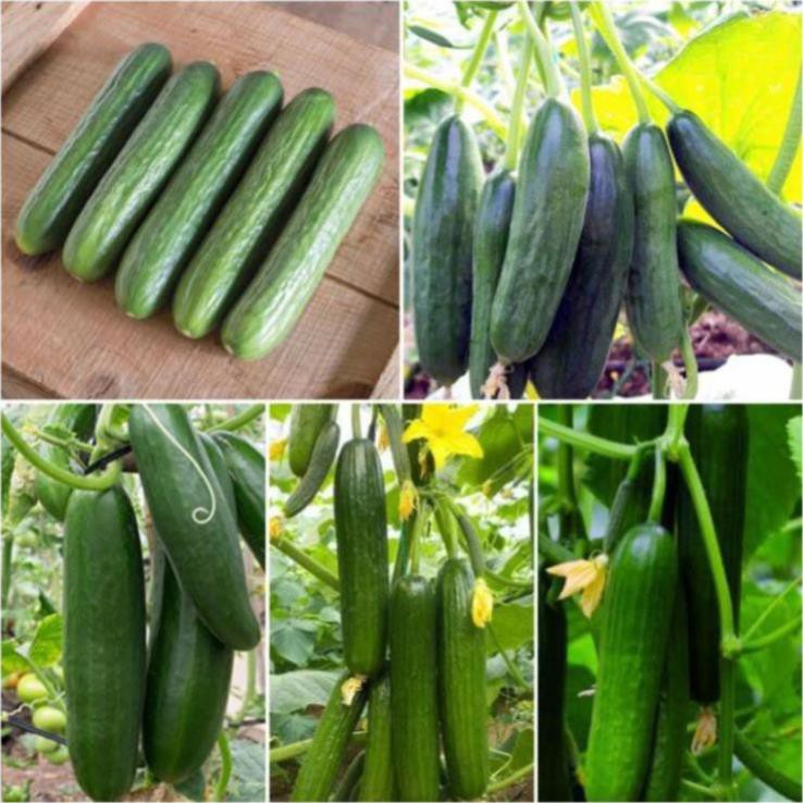 Hạt giống dưa chuột chùm trơn F1🥒Đài Loan🥒 Dưa léo chùm sai quả, dễ trồng