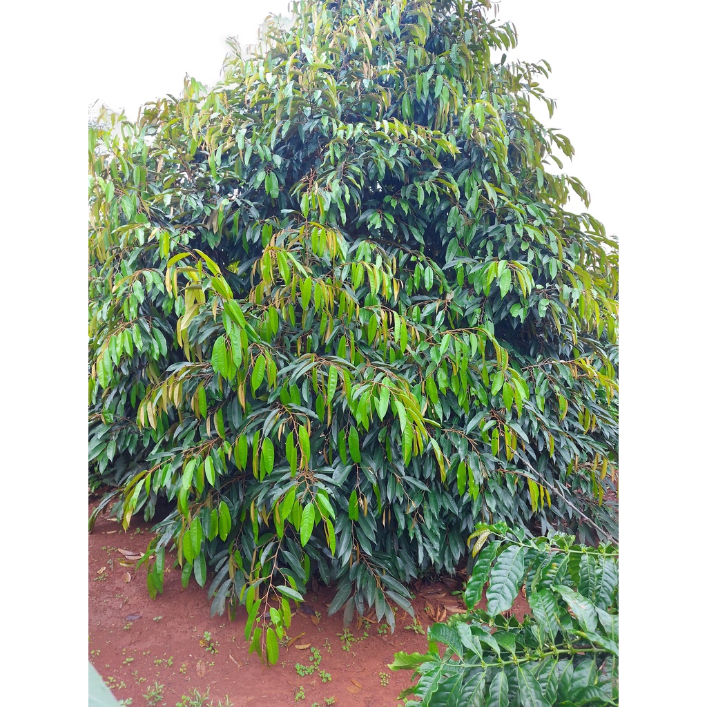 Phân Bón Lá Sinh Học FLORILEGE ULTRA LÂN KALI HỮU HIỆU Nhập Nguyên Chai Từ Pháp