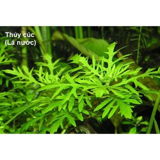 Thủy Cúc_Cây cắt cắm dễ trồng không cần Co2 trang trí tiểu cảnh bể thủy sinh, bể cá cảnh, thùng xốp
