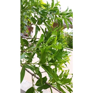 Lá vối tươi nấu nước 100g
