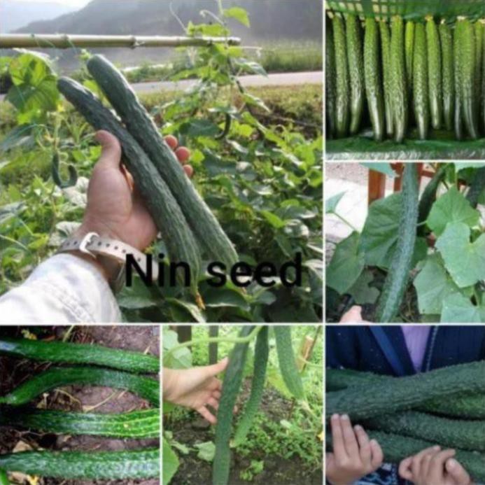 Hạt giống dưa chuột kiếm nhật🥒Đài Loan🥒 Dưa léo kiếm nhật dễ trồng sai quả(Nhập nguyên gói bao bì Đài Loan)