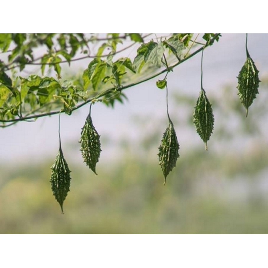 10 Hạt giống Mướp đắng rừng