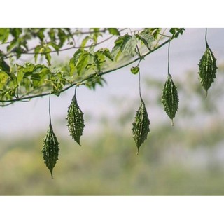 Hạt giống Mướp đắng rừng