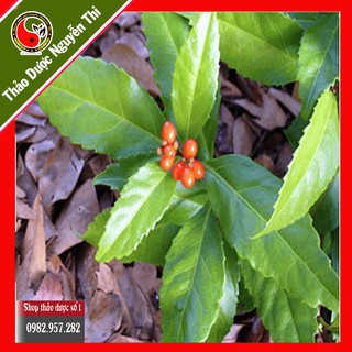 Cây sói rừng hỗ trợ điều trị bệnh ung thư, đau nhức xương khớp -1kg khô CTY Thảo Dược Số 1