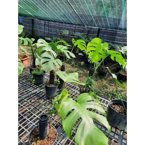 Trầu Bà Lá Xẻ Dòng Leo - Monstera Borsigiana