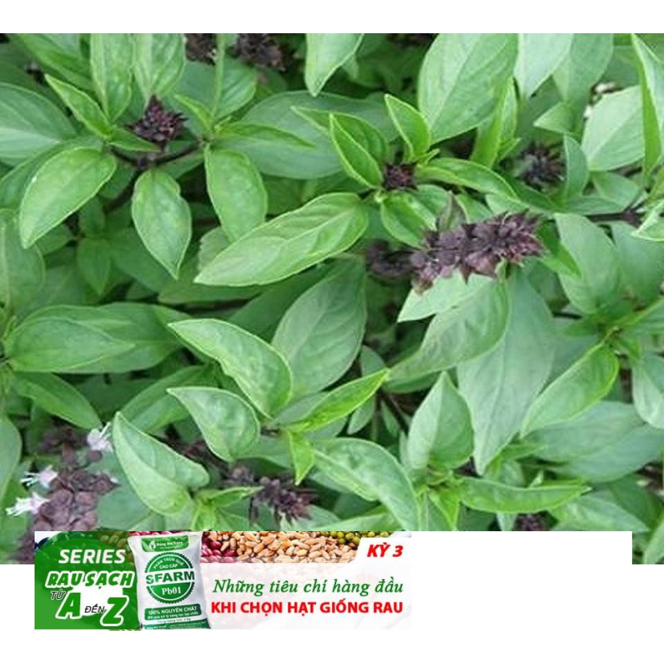 Gói 100 Hạt Giống Húng Quế (Ocimum basilicum