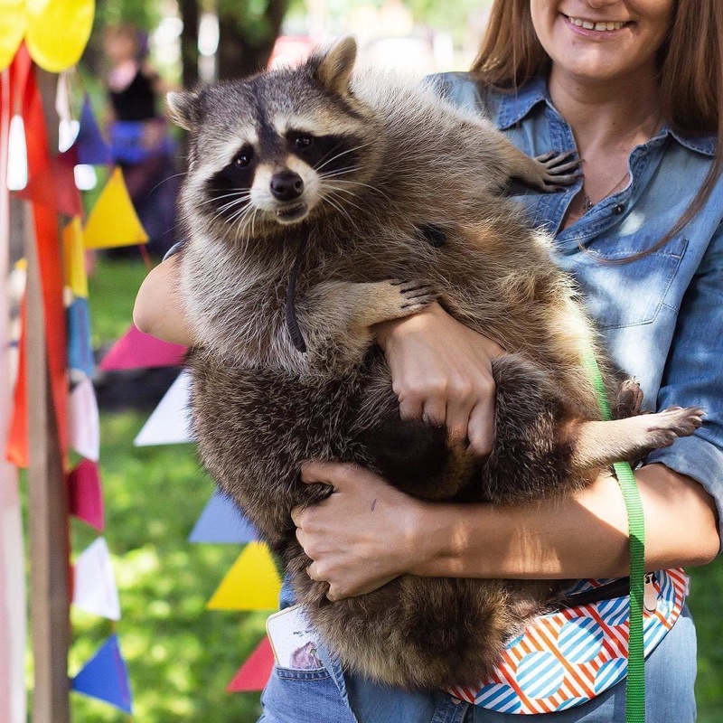 Gấu bông con gấu mèo Raccoon trúc đỏ chồn giống như thật