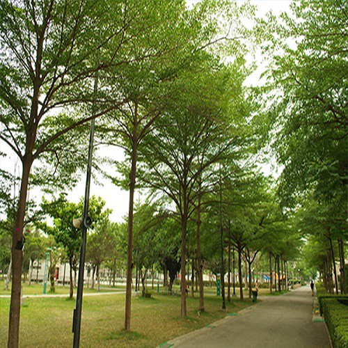 Combo 5 cây giống bàng Đài Loan