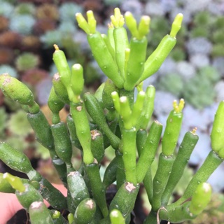 Gạc nai/Sừng nai