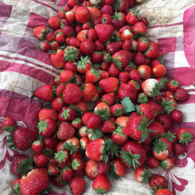 Com bo 10 cây dâu tây  hana siêu ngọt