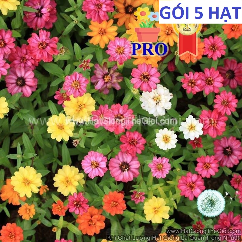 5h Hạt Giống Hoa Cúc Lá Nhám Lùn Sai Bông Profusion Mix