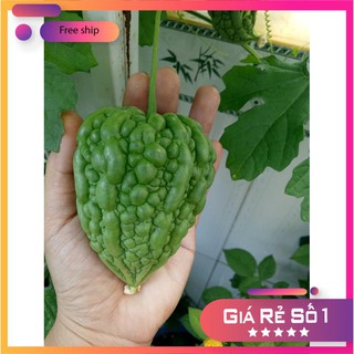Hạt giống khổ qua trái tim f1 -3 hạt lucky.vn
