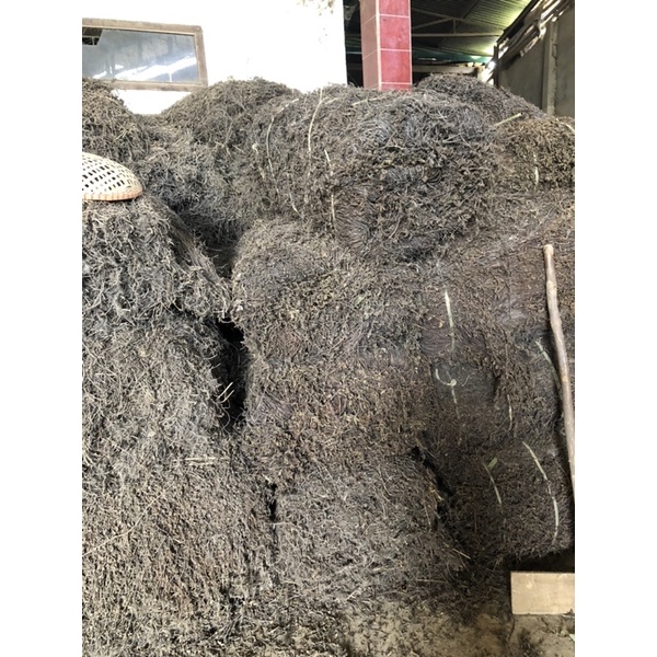 Cây sương sáo khô (bó 10kg)