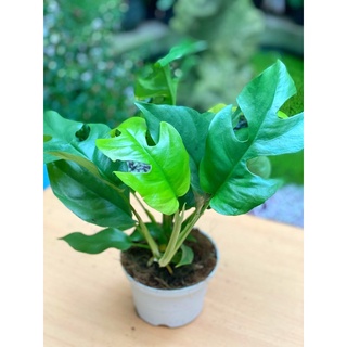 câu Monstera mini