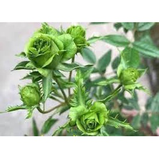 Cây Hồng Green Jane size bầu nhỏ, giao cây khỏe rễ ổn định