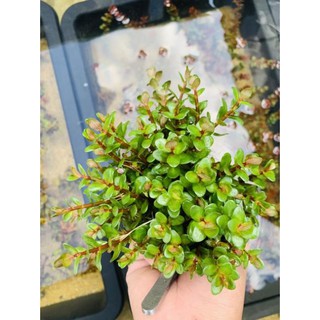 Cây Thủy Sinh Vảy Ốc Ấn Độ