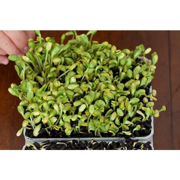 Hạt Giống Mầm Hướng Dương Phú Nông Dễ Trồng Nhanh Thu Hoạch- Gói 50gr (HPN-077)