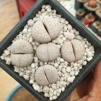 Đá núi màu trắng (xem mô tả)