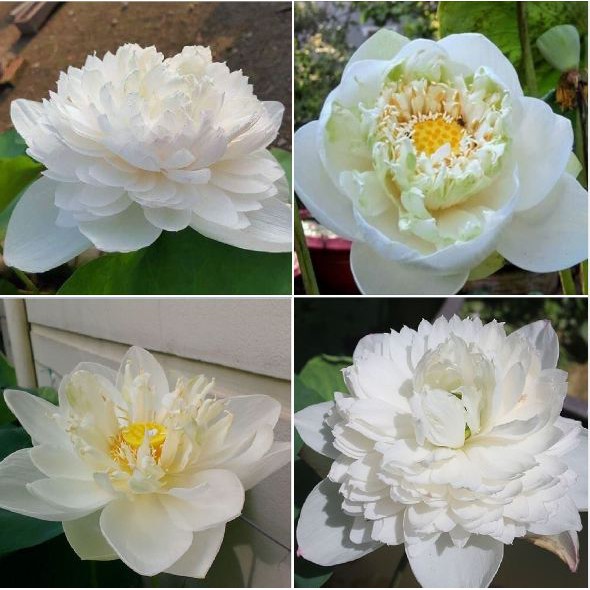 Hạt giống hoa sen bách diệp trăm cánh nhiều màu