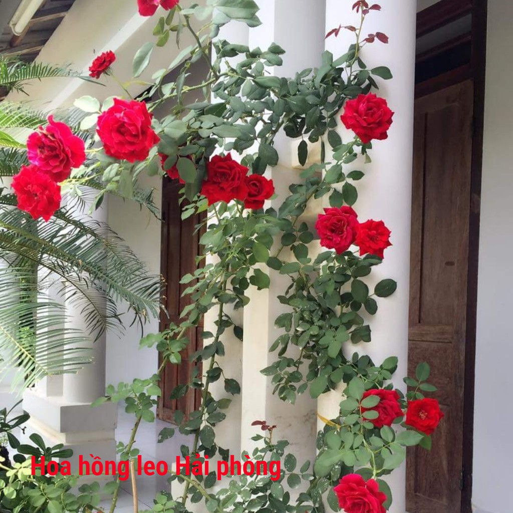 2 cây hoa hồng Cổ Hải Phòng hoa cực bền