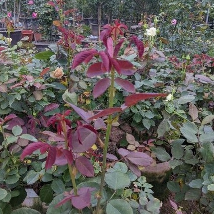 Phân bón lá Siêu tốc 20g, tươi đẹp như mơ, hiệu quả bất ngờ