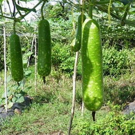 Hạt Giống Bầu Sao Lai F1