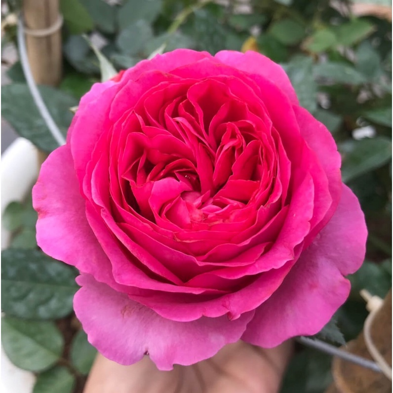 Hoa hồng Bernadette Lafont Rose - hoa thơm, cây bụi, màu hồng nhạt hơn ở thời tiết nóng