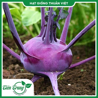 Hạt giống su hào tím tn - 74
