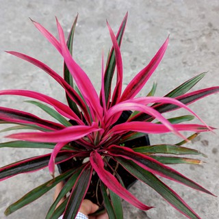 Cây ánh dương, hồng phát tài, Cordyline australis - Summer Garden