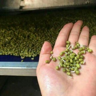 Bột mầm đậu xanh tăng cân