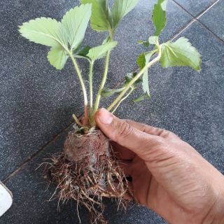 10 cây dâu tây siêu trái