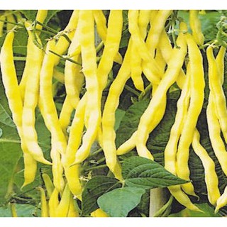 Gói 20 gram giống đậu cove lùn vàng