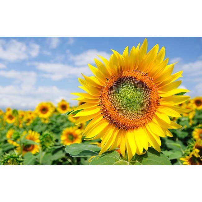 Hạt giống hoa hướng dương domino - SUNFLOWER DOMINO gói1gr/12hạt